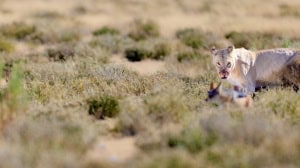 Jackel on the Run