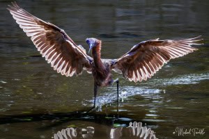 Stalking Fish (Reddish Egret)