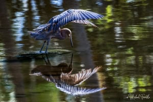 Fishing Shadow (Reddish Egret)