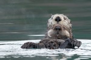 Sea Otter Pup