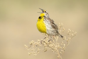 Western Meadowlark