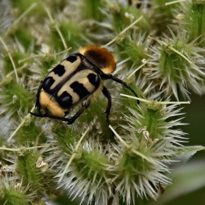 Flower Chafer