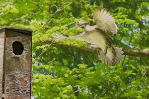Returning to Nest Box -wood Duck