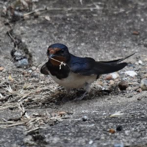 Time for a New Nest - 