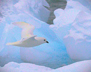Snow Petrel and Antarctic Ice