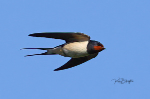 Barn Swallow at Top Speed