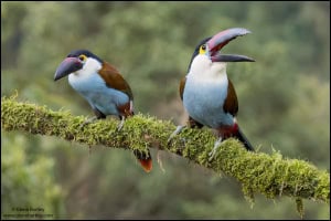 Black-billed Mountain Toucan (Andigena Nigrirostris)
