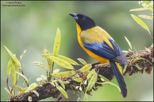 Black-chinned Mountain-tanager (Anisognathus Notabilis)
