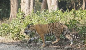 Tiger Tiger 