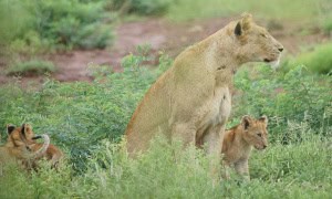 Lioness and Cubs