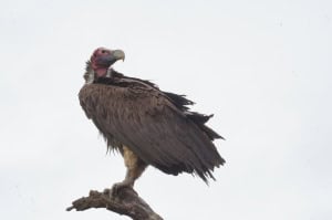 Lappet-faced Vulture