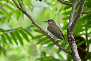 Red Eyed Vireo