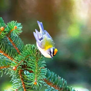 Common Firecrest (Regulus Ignicapilla)