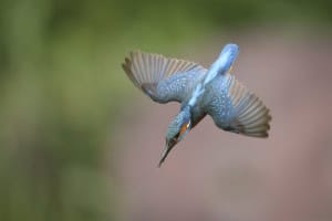 Diving Kingfisher