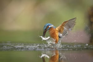Kingfisher Coming Above the Water with a Catched Fish