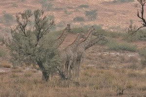 Giraffes in the Rain