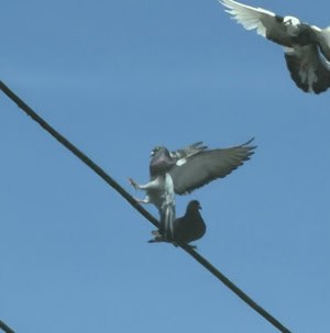 Winged Wonderful