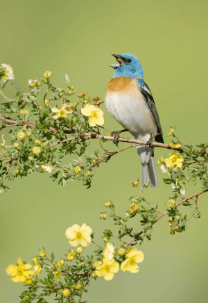 Lazuli Bunting on Shrubby Cinquefoil