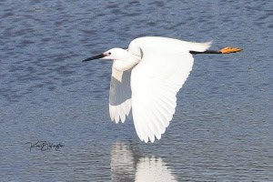 Little Egret with Yellow Feet