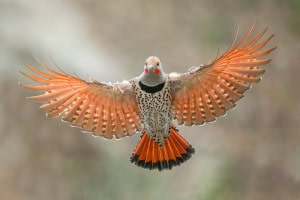 Male Northern Flicker