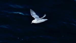 Night Flight Northern Fulmar