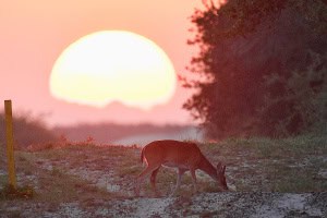 Doe at Sunset