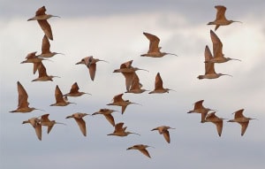 Long-billed Curlews +1 Godwit)