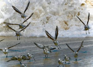 Sandpipers