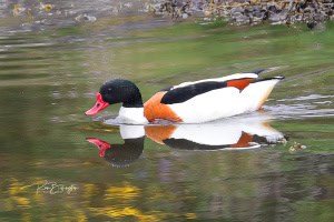 Common Shelduck
