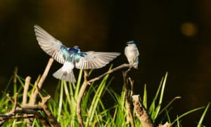 White Winged Swallows