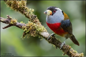 Toucan Barbet (Semnornis Ramphastinus)