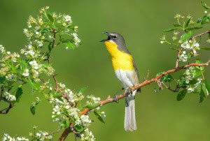 Yellow-breasted Chat on Cockspur Hawthorn