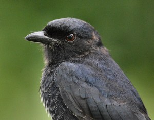 A Very Patient Fork-tailed Drongo