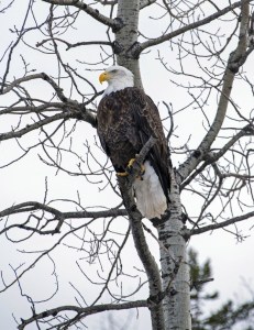 American Bald Eagle