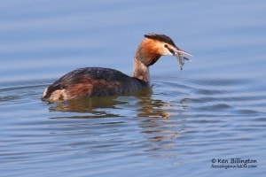 Great Crested Grebe (Podiceps cristatus)