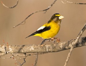 Evening Grosbeak