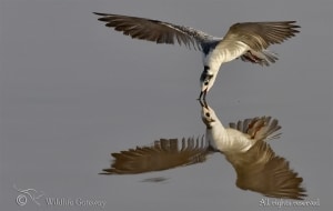 Whiskered Tern