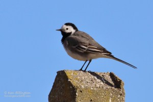 White Wagtail Motacilla alba