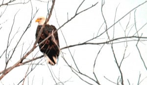 Bald Eagle