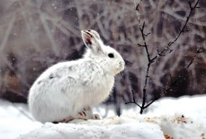 Snowshoe Hare