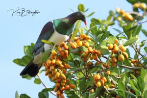 Kereru (Hemiphaga Novaeseelandiae)