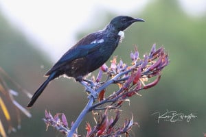 Tui (Prosthemadera Novaeseelandiae)