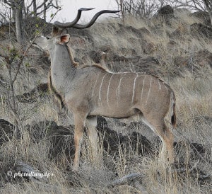 Male Kudu