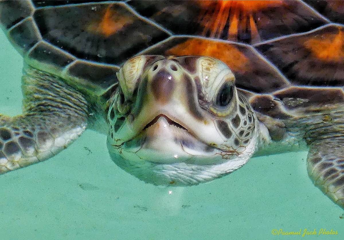Young Sea-turtle