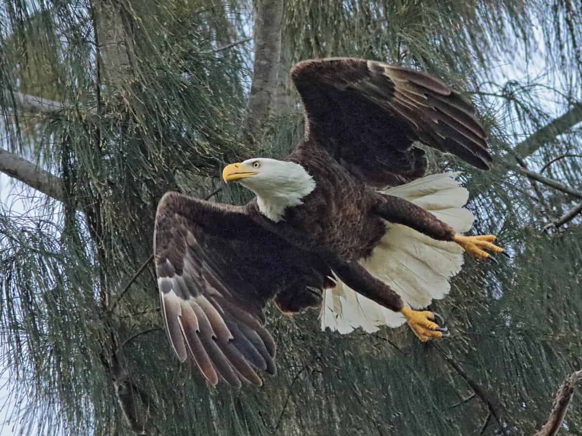 Bald Eagle Female in Flight