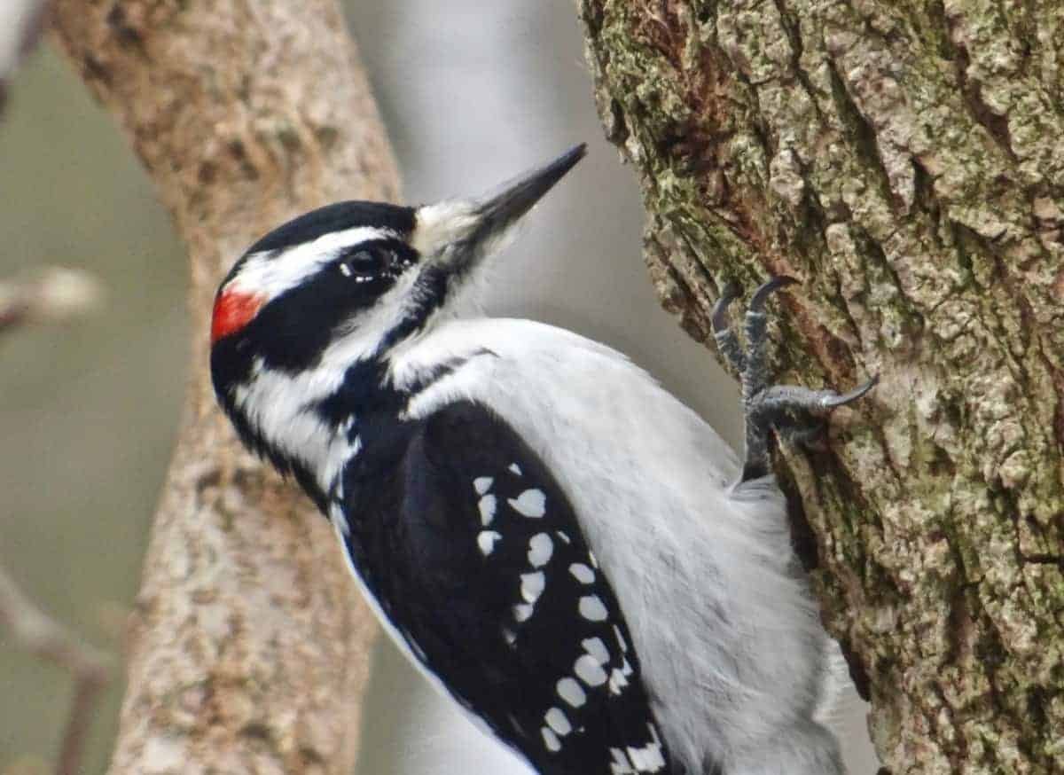 Is There a Borer Here? (Hairy Woodpecker)