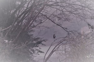 Dawn on the Lake