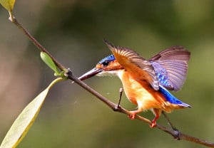 Immature Malachite Kingfisher Wing-flapping