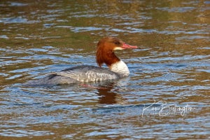 Female Merganser