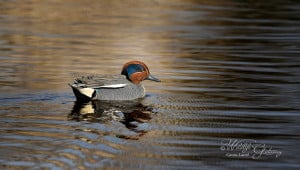 Eurasian Teal